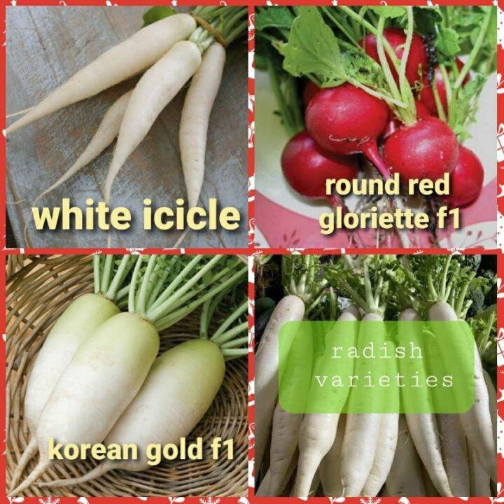 Varieties of RADISH White Icicle, Korean Gold, Round Red Lazada PH