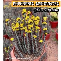 ??ยูโฟเบีย เอรูจิโนซา ต้องสะสม ‼️? Euphorbia aeruginosa ลำต้นสีเขียวแกมน้ำเงิน หนามสีแดง  สีดอกสีเหลือง เน้นแตกหน่อจ้า