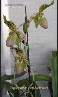 Paph.primulinum x Paph.sanderianum กล้วยไม้รองเท้านารี เป็นไม้เมล็ด เลี้ยงในกระถางขนาด 4นิ้ว ขนาดไม้ตามรูปที่ลง พุ่มใบกว้าง 7-8 นิ้ว มีกระถางละ 2 หน่อใหม่ ส่งทั้งกระถาง รูปดอกไม้ที่นำมาลงเป็นรูปภาพจาก Internet