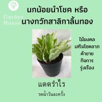 นกน้อยนำโชค