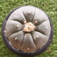 โลโฟวิลเลี่ยม (lophophora williamsii) ขนาด 5-7ซ.ม.