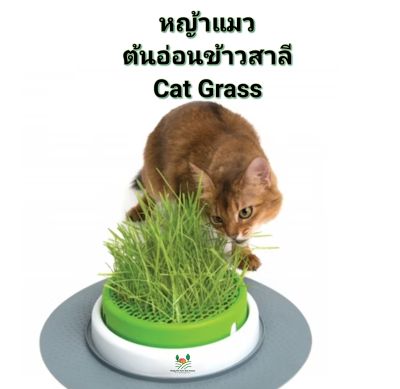 หญ้าแมว 🌱ต้นอ่อน 🌱เมล็ดพันธุ์ต้นอ่อนข้าวสาลี Cat Grass Seeds ข้าวสาลี Wheat Grass Seeds🌱เมล็ดพันธุ์หญ้าแมว🌱