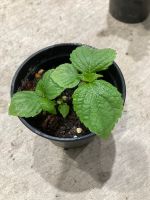 ซื้อ 10 แถม6=16กระถาง Green Shiso Plant 2” pot ? ต้นกล้าชิโสะ โอบะ ใบงาเกาหลีกระถาง 2 นิ้ว