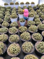 นิ้วทองคริส ไซส์ใหญ่ mammillaria elongata cristata