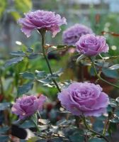 เมล็ดพันธุ์กุหลาบญี่ปุ่น ลาเวนเดอร์ คริสตัล Lavender Crystal Japanese Rose บรรจุ 25 เมล็ด ของแท้ คุณภาพดี ราคาถูก