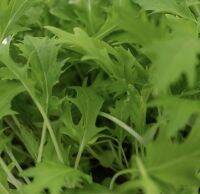 เมล็ดพันธุ์ร็อกเก็ต wild rocket seed เมล็ดพันธ์ุนำเข้า ปลูกง่าย รสชาติอร่อย