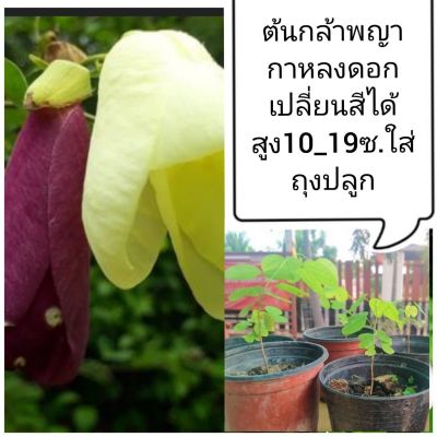 ต้นกล้าพญา​กาหลง​ ดอกเปลี่ยน​สีได้​สูง15_19ซ.ถุง​ปลูก​