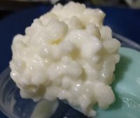 คีเฟอร์แกรน #kefir grains พรีเมียม 8 กรัม เลี้ยงง่าย​ โตไว