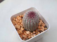 เรนโบว์แคคตัส Echinocereus Rigidissimus ไม้เมล็ด สวยๆ ความสูงขนาด 3 cm