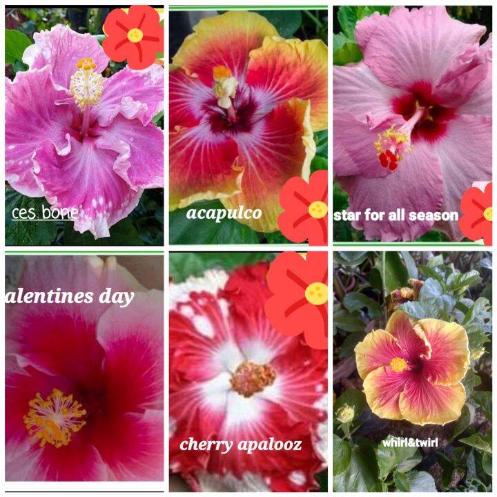 gumamela flowering different colors | Lazada PH