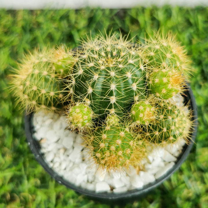 กระบองเพชรดาวล้อมเดือน-echinopsis-calochlora-k-schum-หน่อเยอะ-เลือกต้นได้