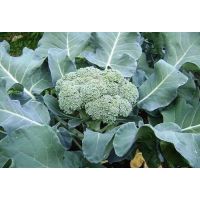 เมล็ดพันธุ์ บล๊อคโคลี่ ( Broccoli Seed ) บรรจุ 200 เมล็ด