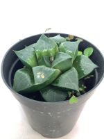 ฮาโวเทีย หยดน้ำ กุหลาบหินหยดน้ำ Haworthia cactus กระบองเพชร กระบองเพชรเหลี่ยม กระถางขนาด 3 นิ้ว หยดน้ำด่าง ไม้อวบน้ำ