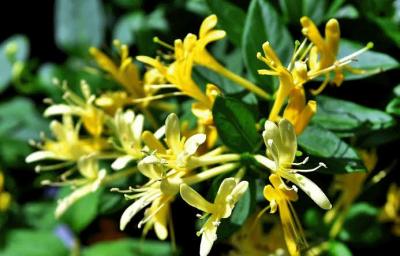 ต้นสายน้ำผึ้ง ดอกไม้หอม🌱🌼🏵️ไม้เลื้อย ดอกมีกลิ่นหอม นิยมปลูกทำเป็นซุ้มที่นั่ง ให้ร่มเงา