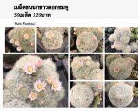 เมล็ด ขนนกขาวดอกชมพู - Mam. plumosa seeds