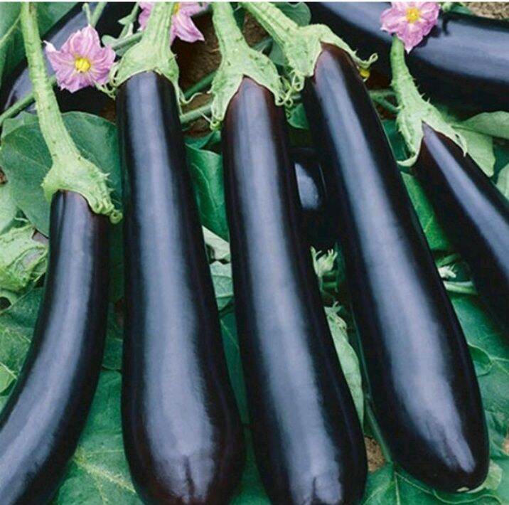 Eggplant Long Purple Seeds (40 pieces) | Lazada PH