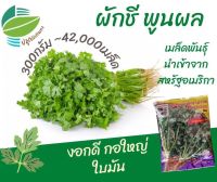 เมล็ดพันธ์ุ ผักชี ผักชีพูนผล 300 กรัม(~42,000 เมล็ด) นำเข้าจากสหรัฐอเมริกา งอกดี กอใหญ่ ใบมัน