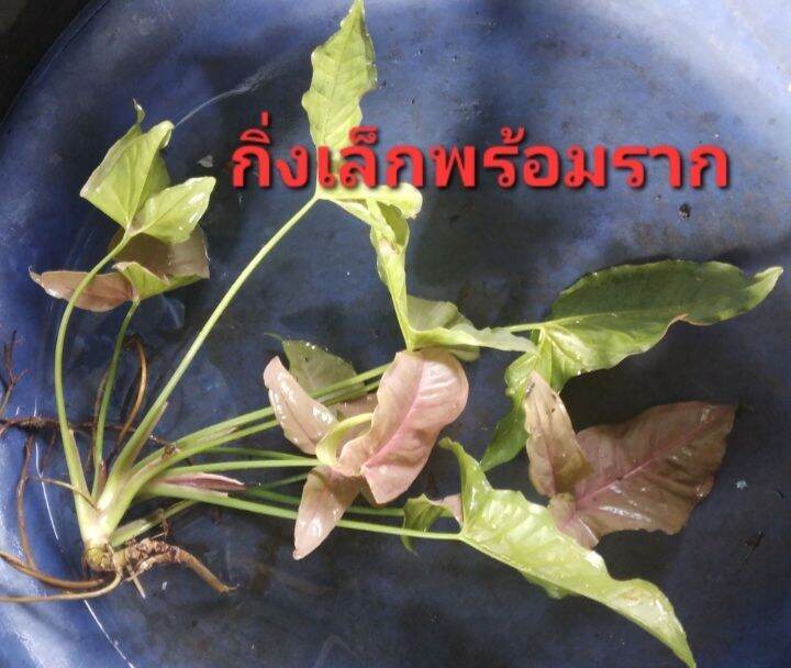 ออมชมพู-มี-2-แบบ-กระถาง-และ-กิ่งเล็ก-เลือกแบบได้