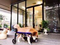 วีลแชร์สุนัข พิการขาหลัง ขนาดไซส์ XL สัตว์เลี้ยง รถเข็น wheelchair for dog  **ติดต่อร้านค้าก่อนสั่งซื้อ**โดยสัตวแพทย์