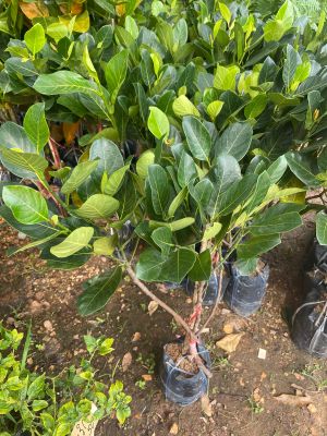 ต้นขนุนแดงสุริยา เนื้อสีส้มแดง Jackfruit tree, Sweet Orange flesh