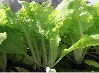 เมล็ดพันธุ์ ไดโตเกียว เบกานา(Chinese Cabbage Daitokyo Bekana)บรรจุ 200 เมล็ด