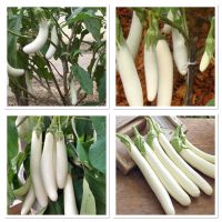 เมล็ดพันธุ์ มะเขือยาวขาว สโนไวท์ (White Long Eggplant Seed) บรรจุ 100 เมล็ด