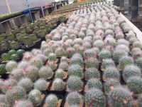 ถอดรากส่ง#ต้นแคคตัสแมขนแมว/แมมลูกแมว#Mammillaria bocasana Poselg#กระบองเพชร#พืชทนแล้ง#ไม้ประดับ#ตกแต่งสวน