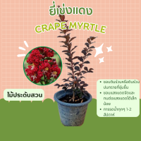 ยี่เข่งแดง Crape myrtle