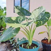 Colocasia บอนกระดาษด่าง (เพาะจากไข่ต้นแม่พันธุ์ด่างแท้100% เหมาะตั้งเป็นต้นแม่พันธุ์กระถาง6-8" รากและลำต้นแข็งแรง✅✅