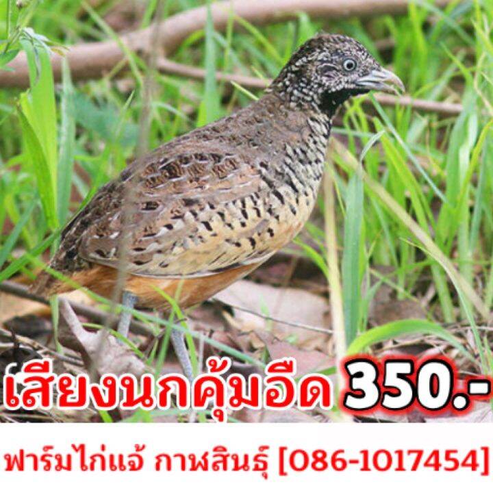 เสียงนกคุ้มอืด [ต่อเข้าไวมาก] แถมฟรี!! เสียงสัตว์อีก5 ชนิด | Lazada.Co.Th