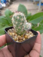 แมมหนามตะขอ (Mammillaria Beneckei.) กระบองเพชร ในกระถาง 2นิ้ว By หมูมีหนามแคคตัส