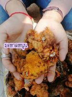 เมล็ดมะหาดหนุนป่าใบใหญ่ 150เม็ด 180฿