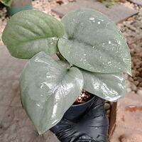 scindapsus platinum กระถาง 6" ไม่สะสม ใบสวย กรีตเตอร์ แน่น