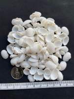 หอยลายมินิไวท์ sea shells Mini White Clam Shells 1-2cm 50g