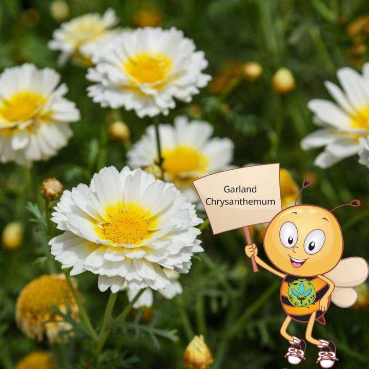 garland chrysanthemum flower for planting 10 seeds Lazada PH
