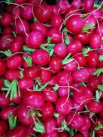 Red radish เรดแรดิช ยกกล่อง 10kg