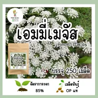 เมล็ดพันธุ์เอมมี่เมจัส Ammi Majus บรรจุ 250 เมล็ด อัตราการงอกสูง