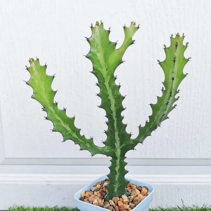 กระบองเพชร ยูโฟเบียแลคเทีย (Euphorbia lactea) ขนาด 26-30 cm.