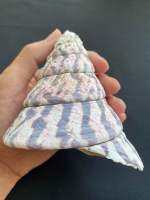 Big Top Conch Specimens shellหอยสังข์ใหญ่ 9-13cm