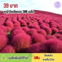 หญ้าโคเซียแดง 300 เมล็ด