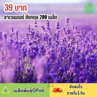 ดอกลาเวนเดอร์ 200 เมล็ด