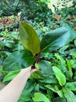 ??Philodendron red congo??เรดคองโก(ฟิโลเดนดรอนเรดคองโก)☘️รวยทรัพย์☘️