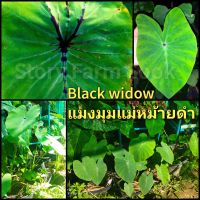 colocasia black widow บอนแบล็ควิโดว์  (น้องชายฟาโรห์)ตัดสด ส่งแบบต้น ไม่ตัดใบ