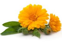 เมล็ดพันธุ์ คาเลนดูล่า (Calendula)บรรจุ 40 เมล็ด ดอกไม้กินได้