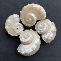 เปลือกหอยม้าน้ำสีเงิน Silver Seahorse Shell 50g 3-5cm