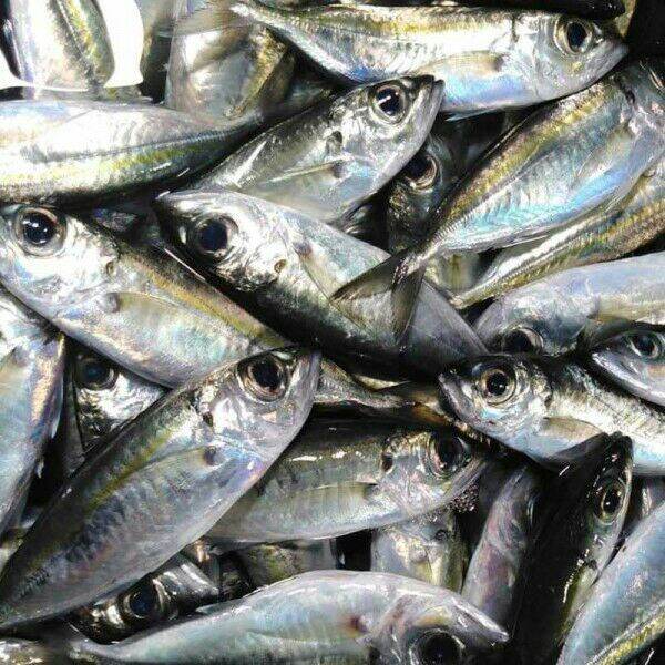 Tamarong | Lazada PH