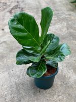 Fiddle feaf fig ไทรใบสัก ใบใหญ่ ต้นใหญ่ กระถางสีเขียว 7 นิ้ว (สูงวัดจากพื้น 45-50 cm.)