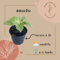 ต้นออมเงิน ไม้มงคล กระถาง 3 นิ้ว