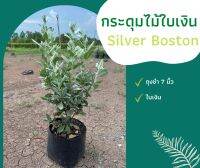 กระดุมไม้ใบเงิน Silver Boston Silver Leaved Buttonwood สูง 50-60 cm (ถุงชำขนาด 7 นิ้ว) ห่อตุ่มส่ง