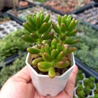 Sedum rubeotinctum jelly bean/กุหลาบหิน/ในกระถางสองนิ้วส่งพร้อมกระถาง